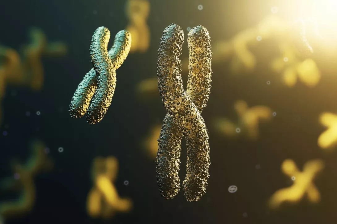 ogigos sas telomeres.jpg 1